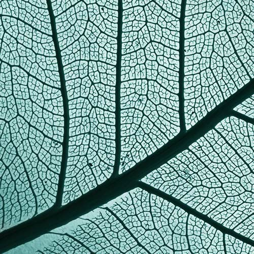 לבקשתכם - עורך עמיר לקח אביבי