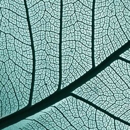 לבקשתכם - עורך עמיר לקח אביבי