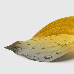 Доброе утро, Израиль | בוקר טוב, ישראל