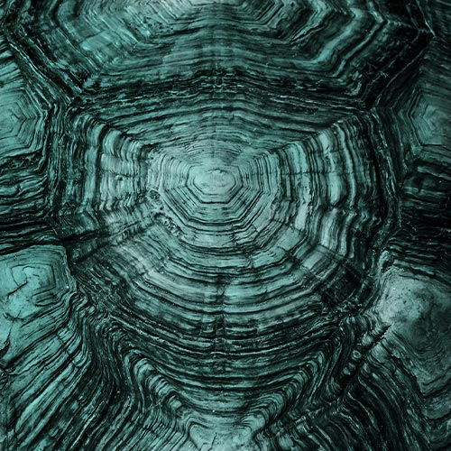 מאוצר הסרטייה