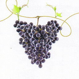 Tassie Wine Tales