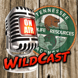 Tennessee Wildcast on Super Talk 99.7 WTN