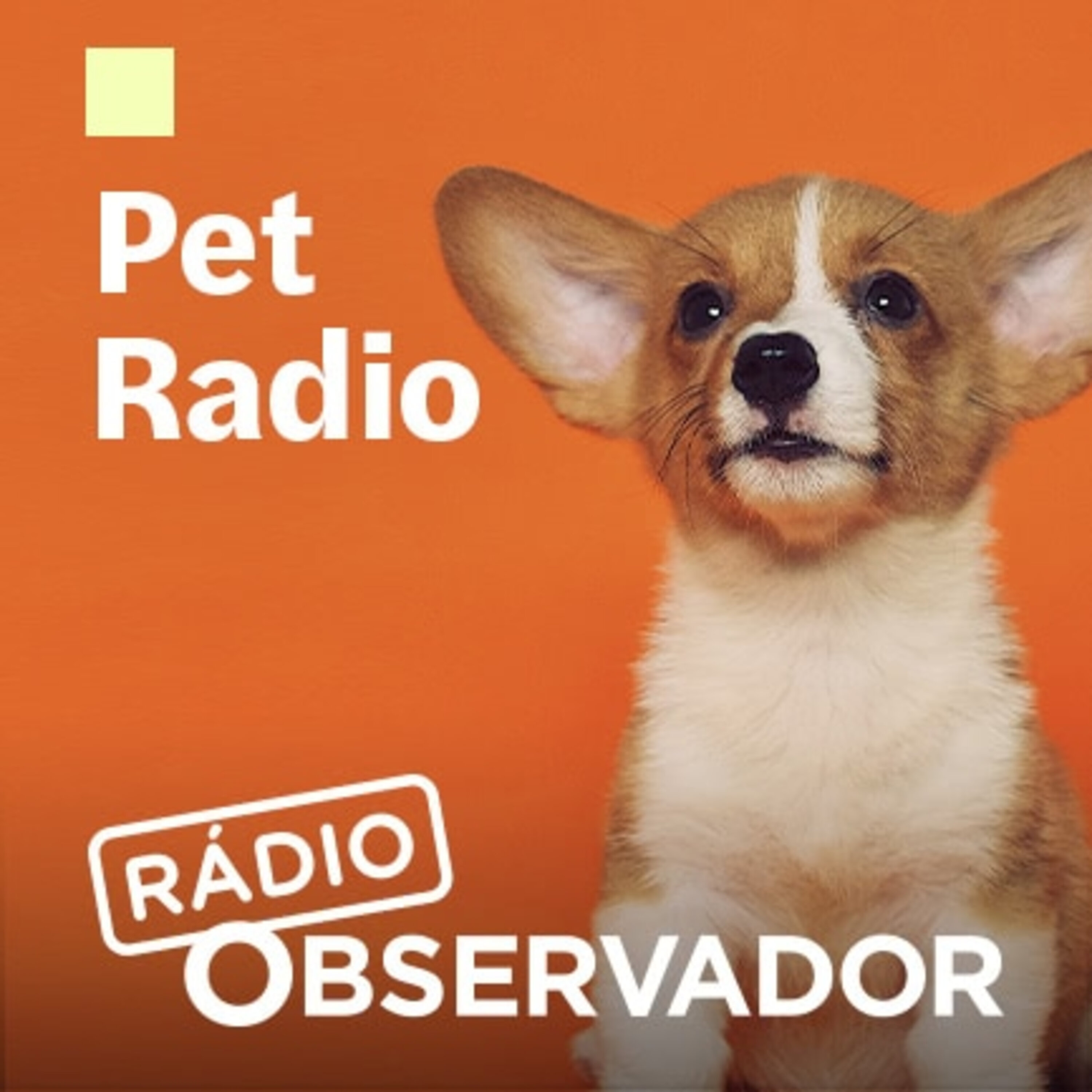 Radio pets. Радио и питомцы. Радио animal.